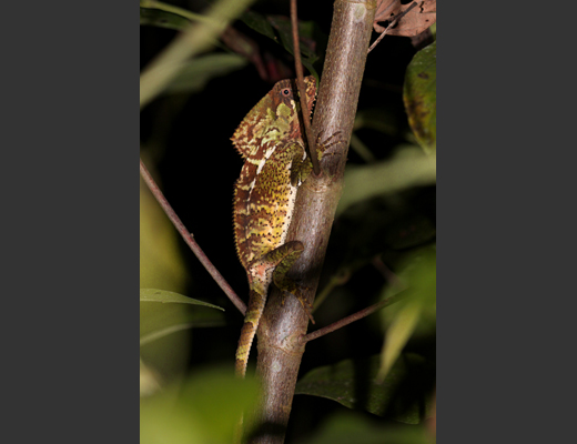 Basiliskus_plumifrons.JPG