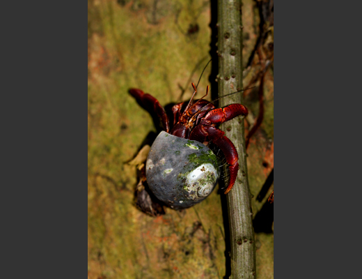 Basiliskus_plumifrons.JPG