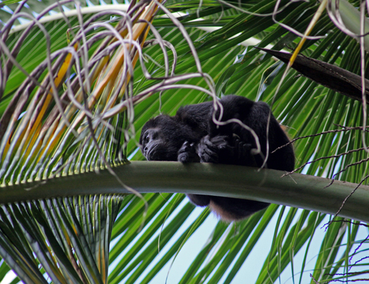 Basiliskus_plumifrons.JPG