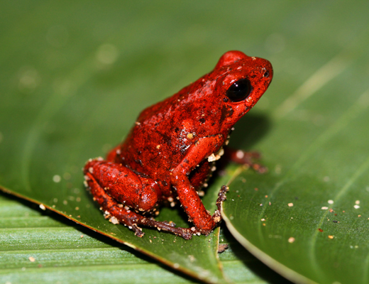 Basiliskus_plumifrons.JPG