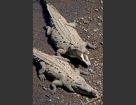 Basiliskus_plumifrons.JPG