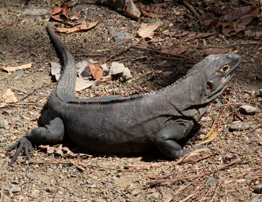 Basiliskus_plumifrons.JPG