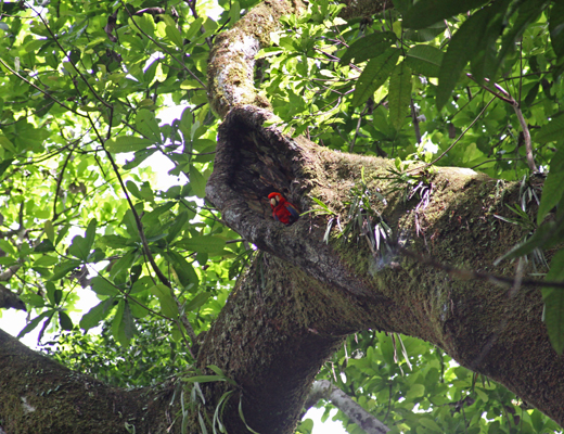 Basiliskus_plumifrons.JPG