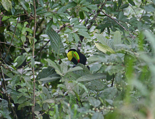 Basiliskus_plumifrons.JPG