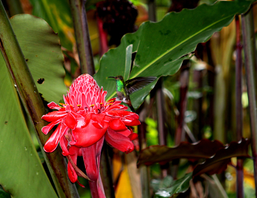 Basiliskus_plumifrons.JPG