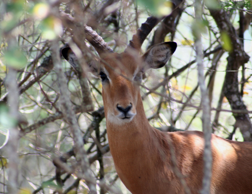 Aepyceros melampus