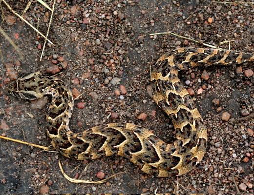 bitis arietans