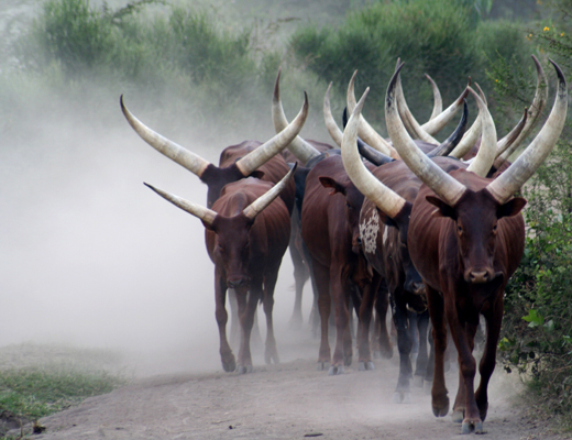 rwanda