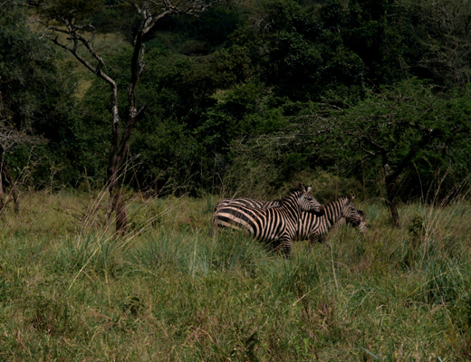 rwanda